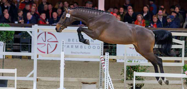 VOORBESCHOUWING: Flanders Horse Expo: SHOW GOLEGHENT BRENGT PORTUGESE FLAIR